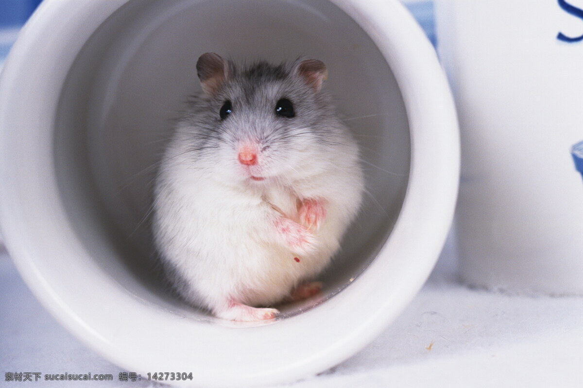 小 动物 宠物 鼠 其他生物 摄影图 生物世界 小动物