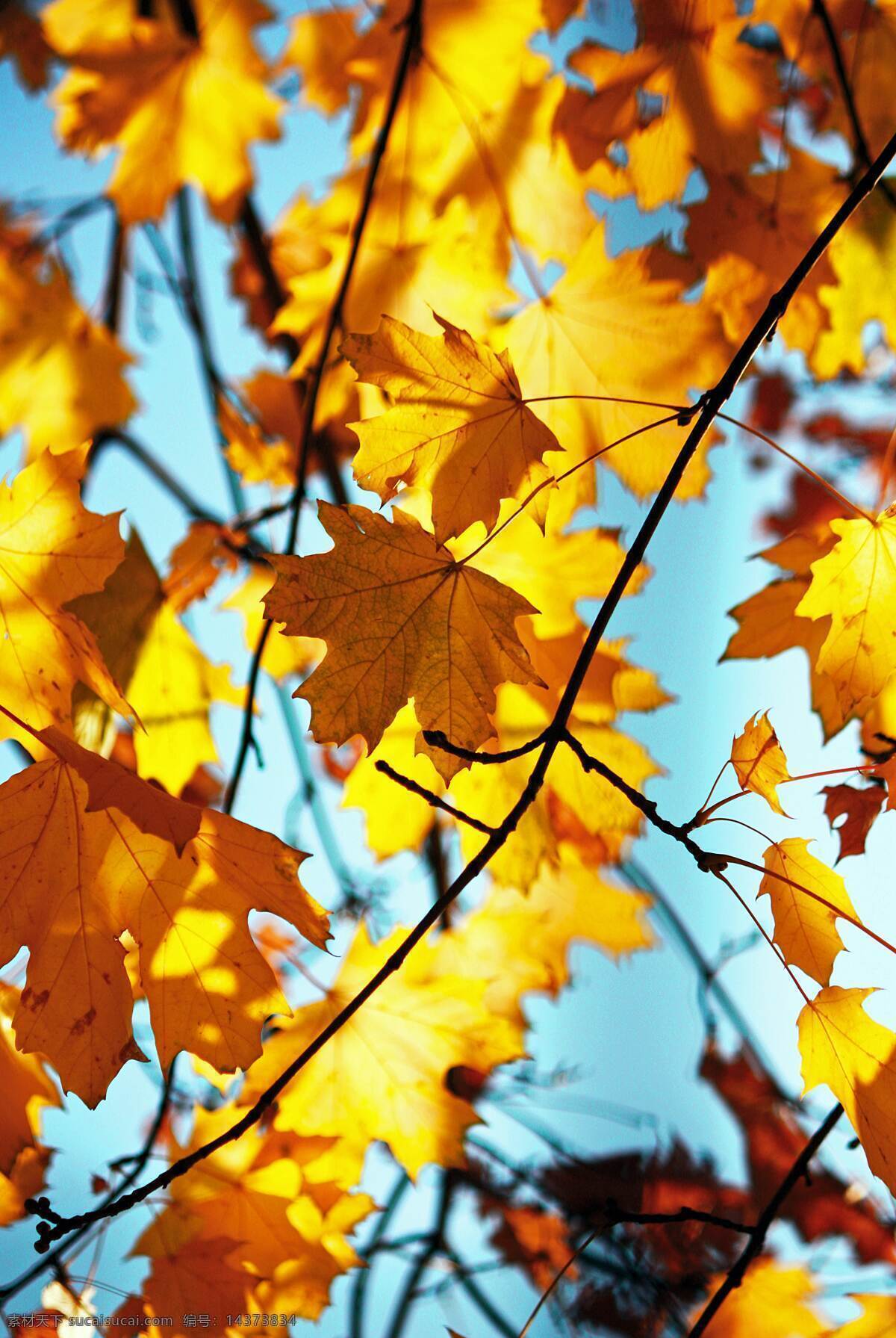 秋天 枫叶 背景 图 蓝天 树叶 自然景观 自然风景