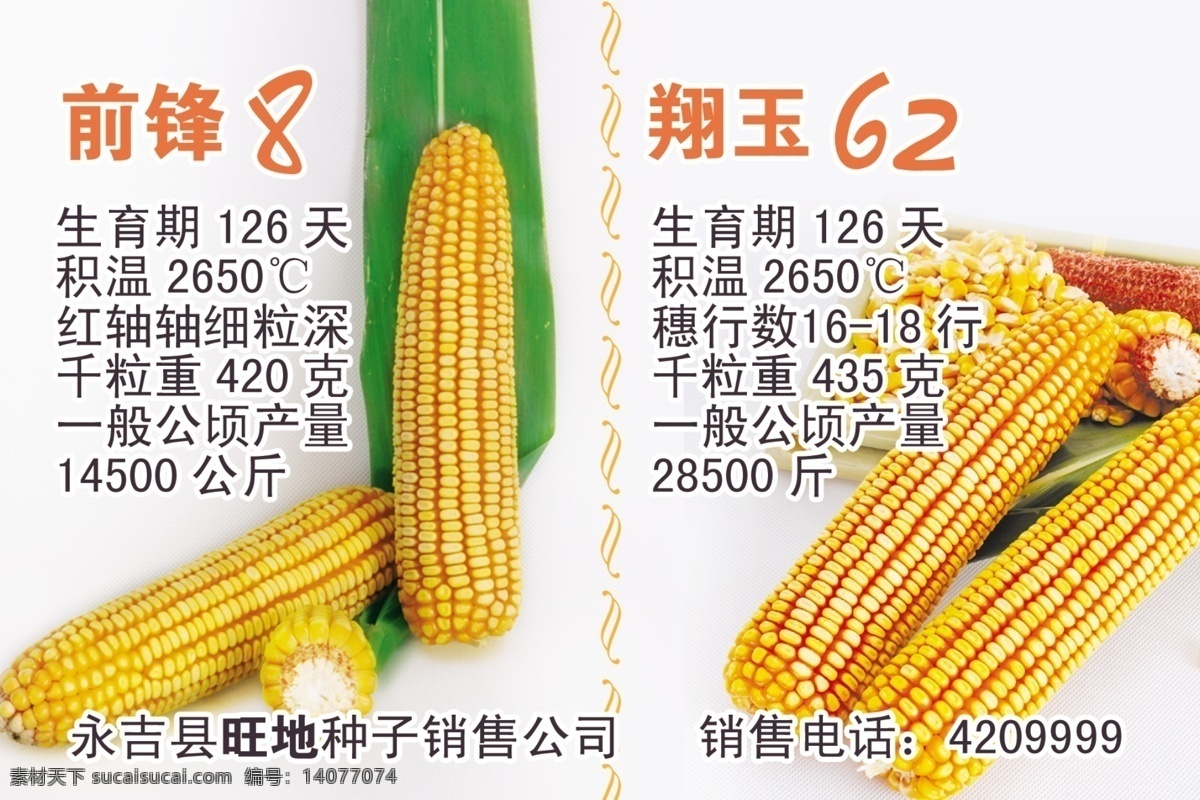 苞米 玉米 广告设计模板 蔬菜 源文件 苞米玉米 玉米宣传 风景 生活 旅游餐饮