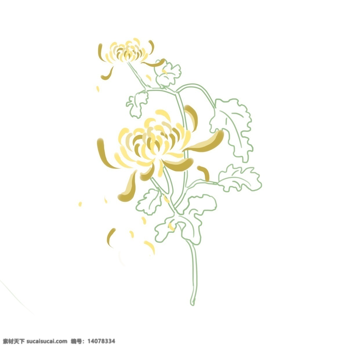 黄色 菊花 朵 清新 元素 重阳节 商用