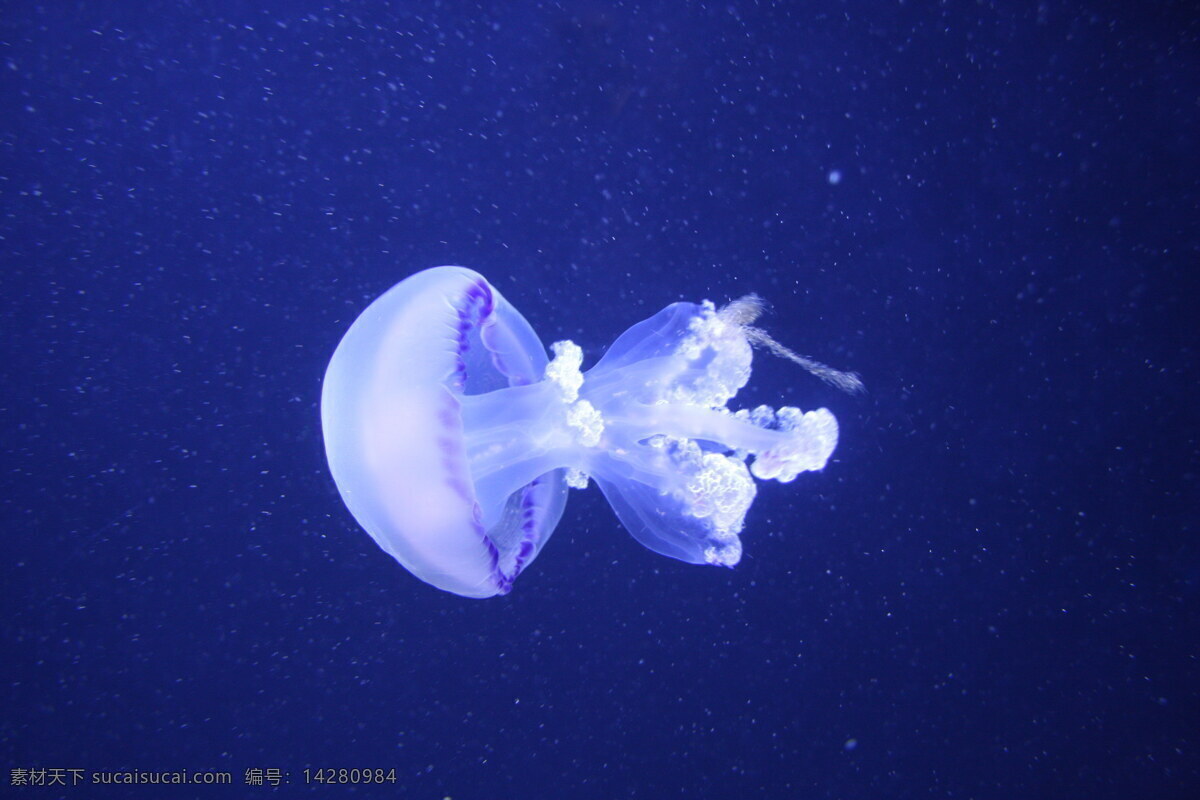 蓝色 水母 高清 蓝色水母 海蜇 透明水母 伞状