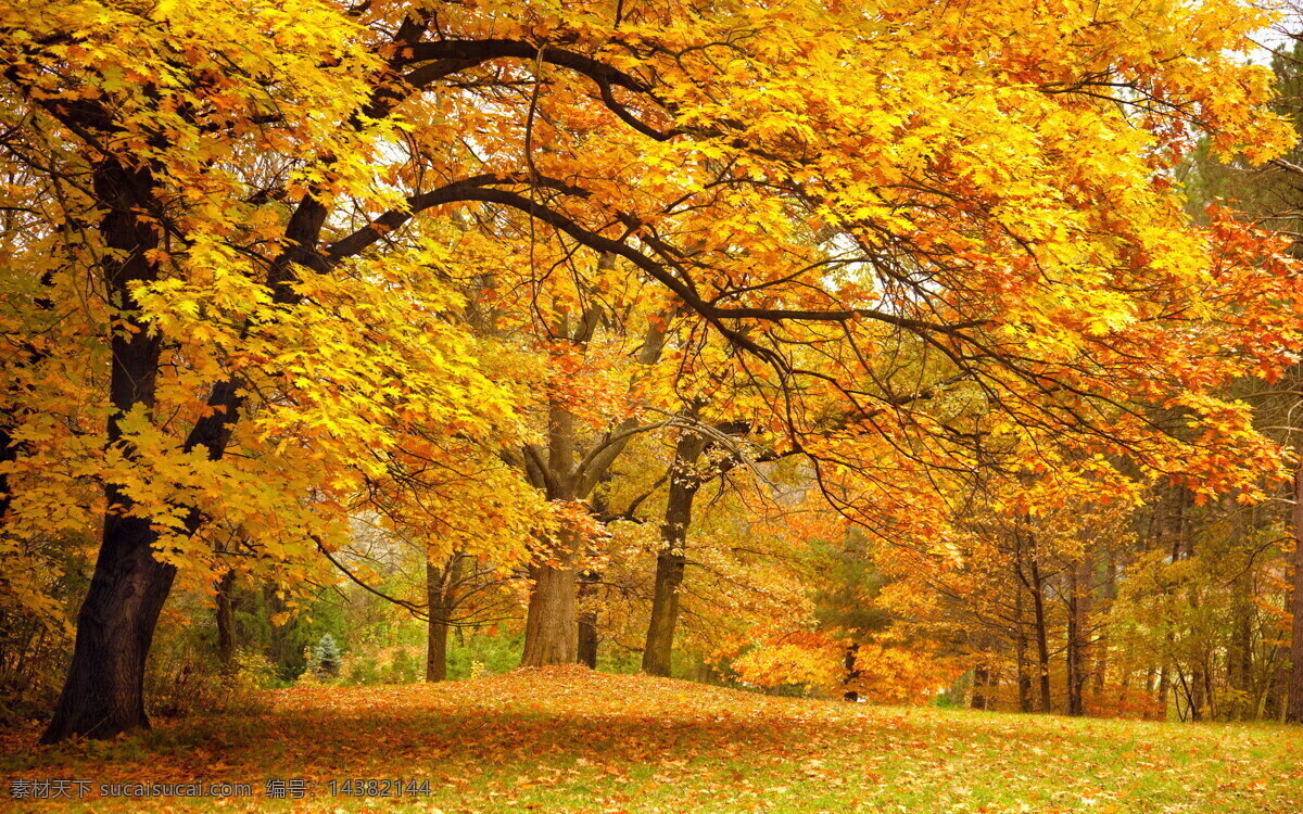秋天的枫树林 美丽的秋天 金色秋天 秋天枫树林 秋日美景 枫叶下落 金色的枫树林 秋天来了 遍地枫树叶 浪漫的秋天 美丽风景图 树木树叶 生物世界 棕色