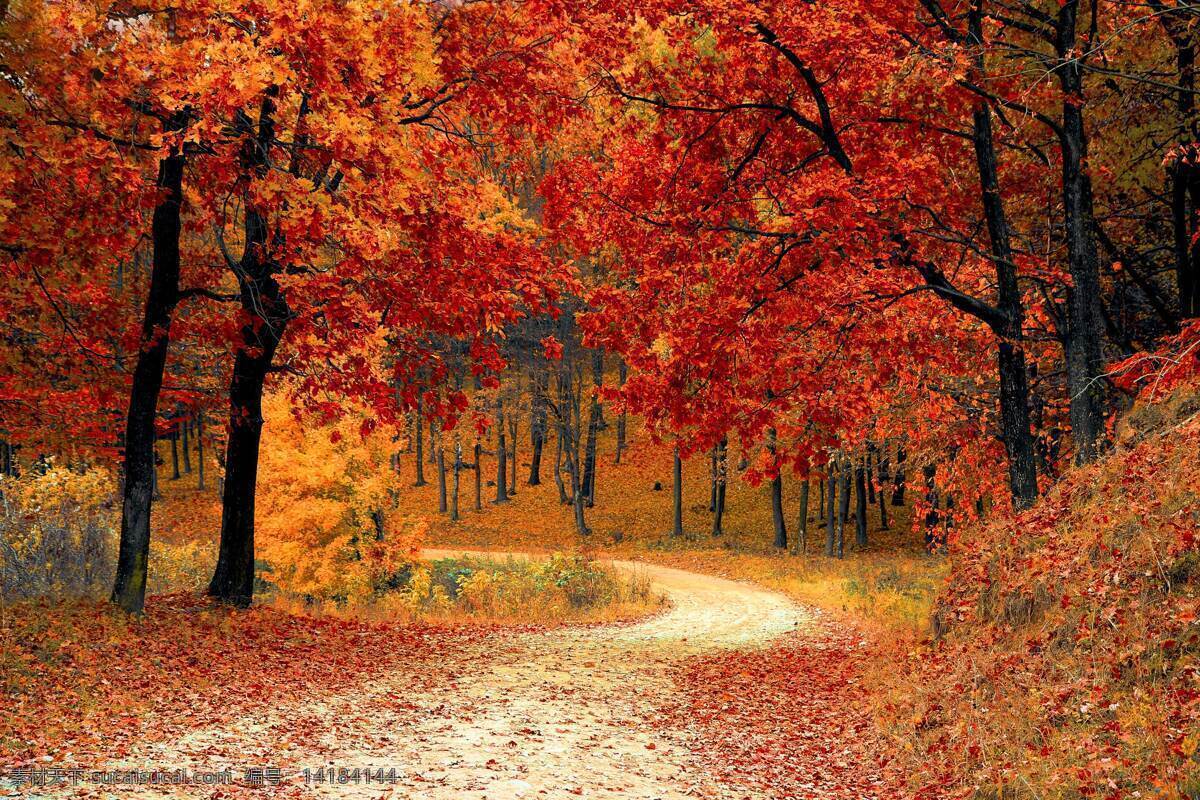 秋天 落叶 黄色 秋 叶子 路边 小路 树木 森林 树林 林木 背景 纹理 风景 景色 自然景观 自然风景