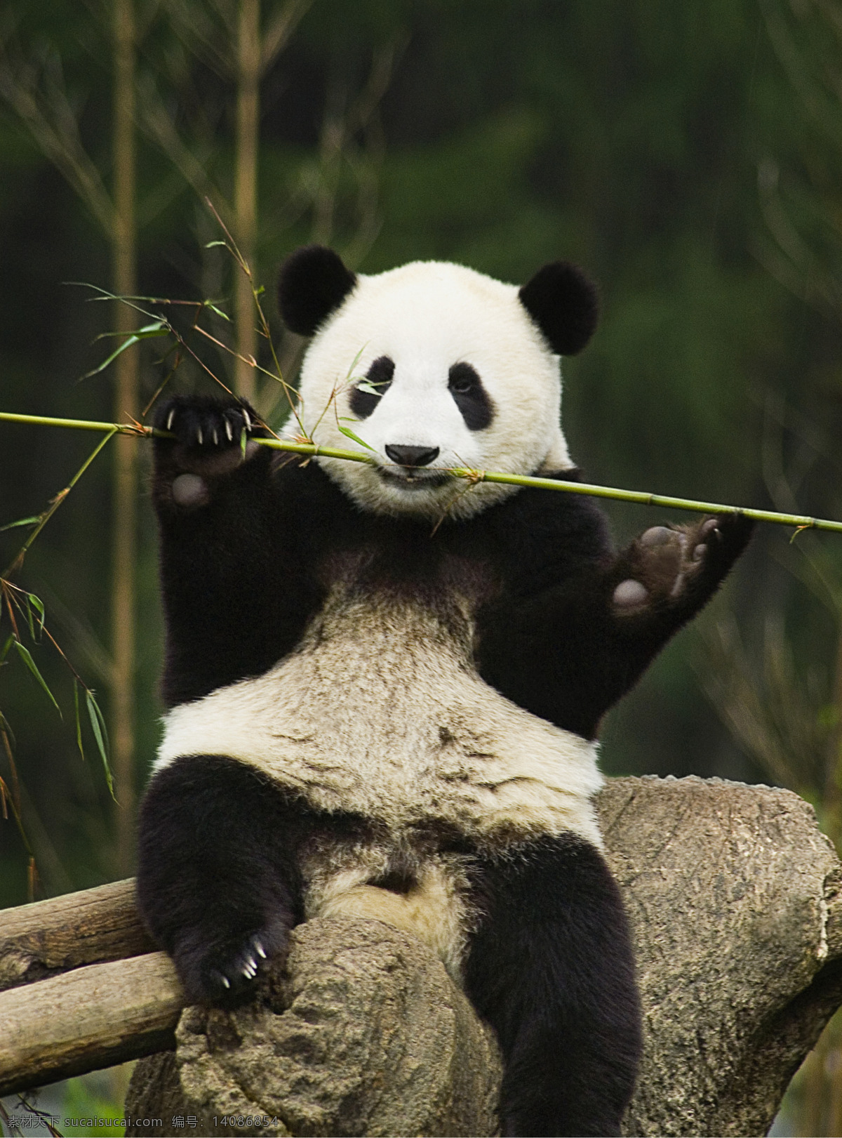 大熊猫 成都 四川 熊猫 竹子 生物世界 野生动物