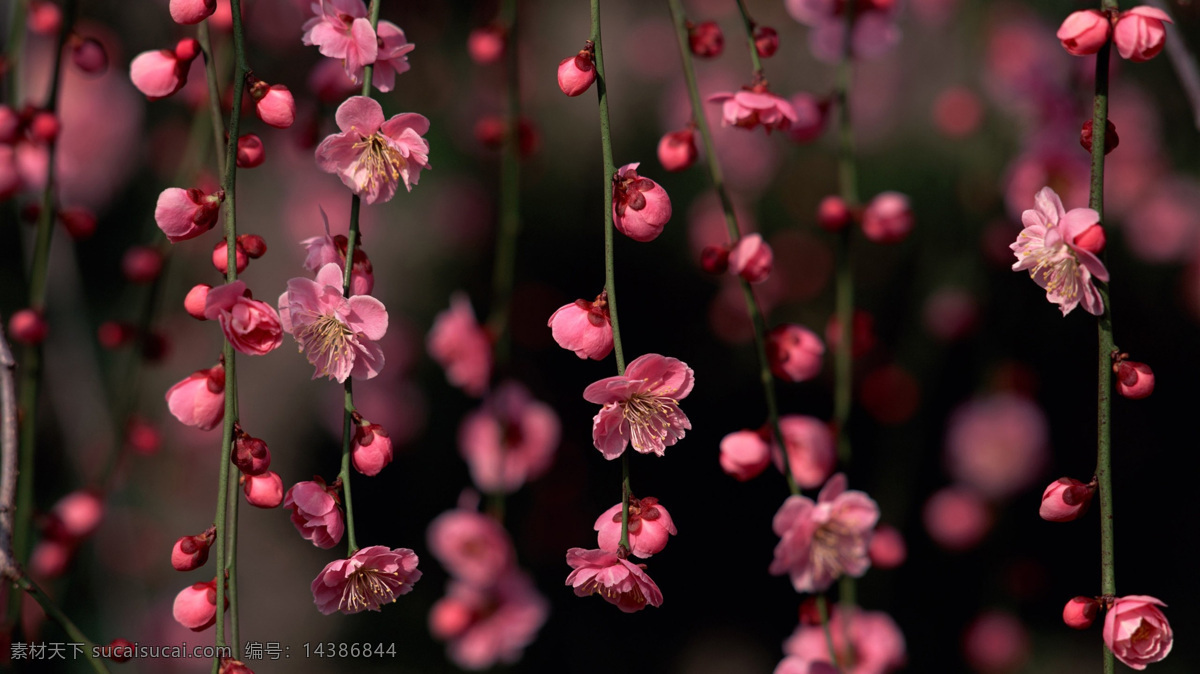 樱花 罂粟花 花蕾 花丛 花朵 花 草 花瓣 植物摄影 花盆 花花草草 生物世界 花草