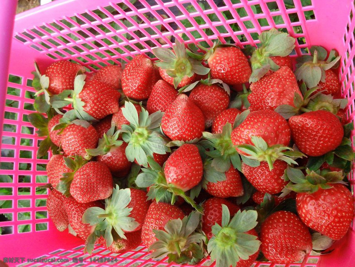草莓 草梅 高清水果 生物世界 蔬菜水果 水果 草莓特写 高清草莓 风景 生活 旅游餐饮