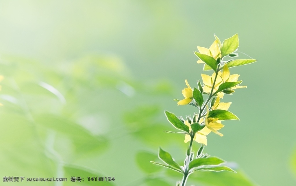 鲜花 花 风景 植物 树叶 小清新 小清新植物 新叶 叶子 天空 春天 夏季 新芽 自然风景 野草 山间植物 树枝 小草 生物世界 绿色 护眼 壁纸 护眼壁纸 花草 叶子背景 植物背景 绿叶 植物墙 绿植 自然景观