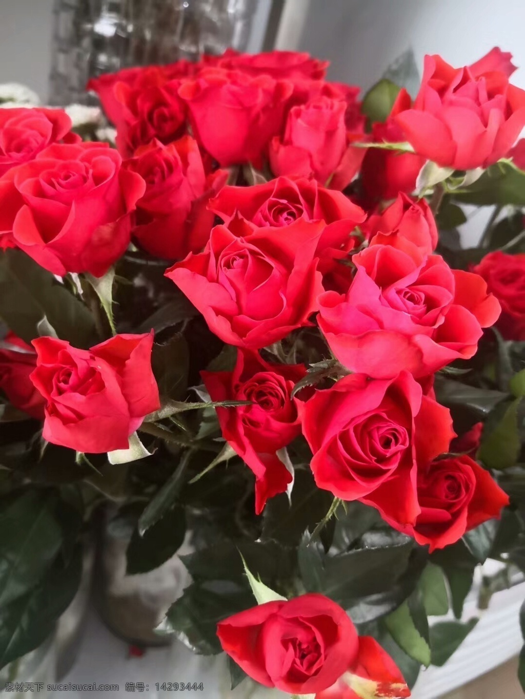 红玫瑰 粉红花 鲜花 花朵 花卉 花束 花草 生物世界