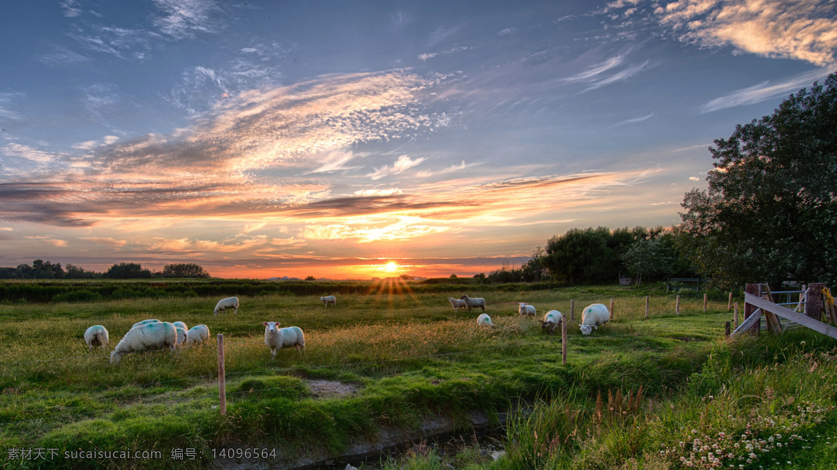 蓝天 下 田园 景色 羊群 动物 自然景观 田园风光