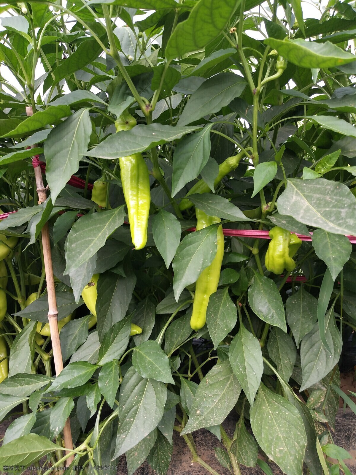 青椒 辣椒种植 蔬菜 绿色 大棚种植