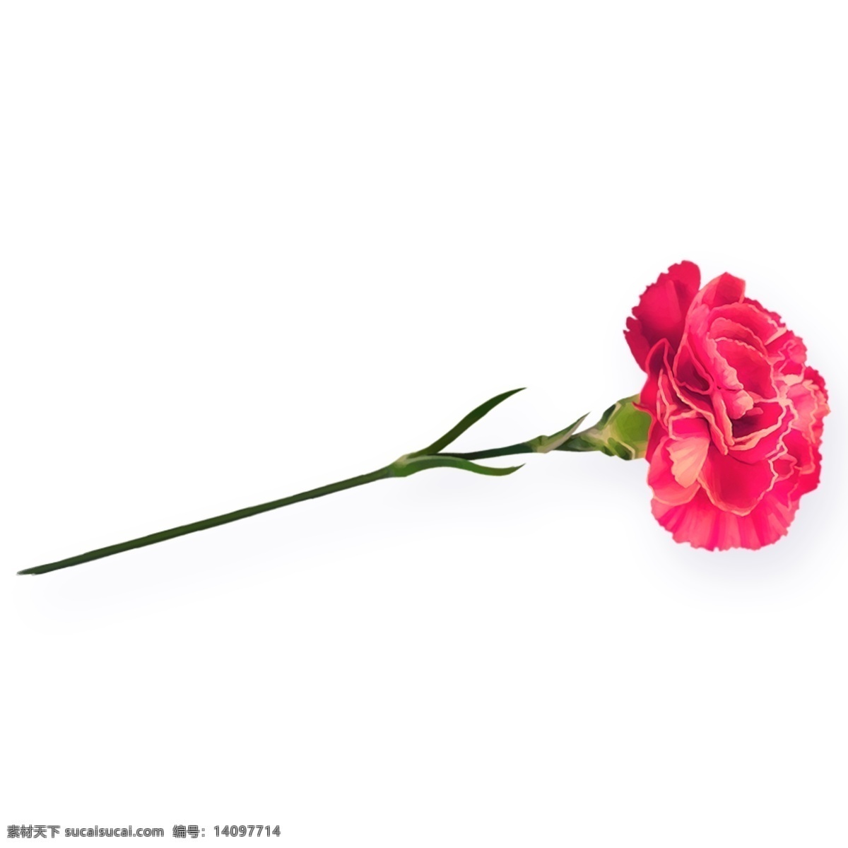 玫 红色 花枝 装饰 玫红色 花朵 康乃馨 装饰素材