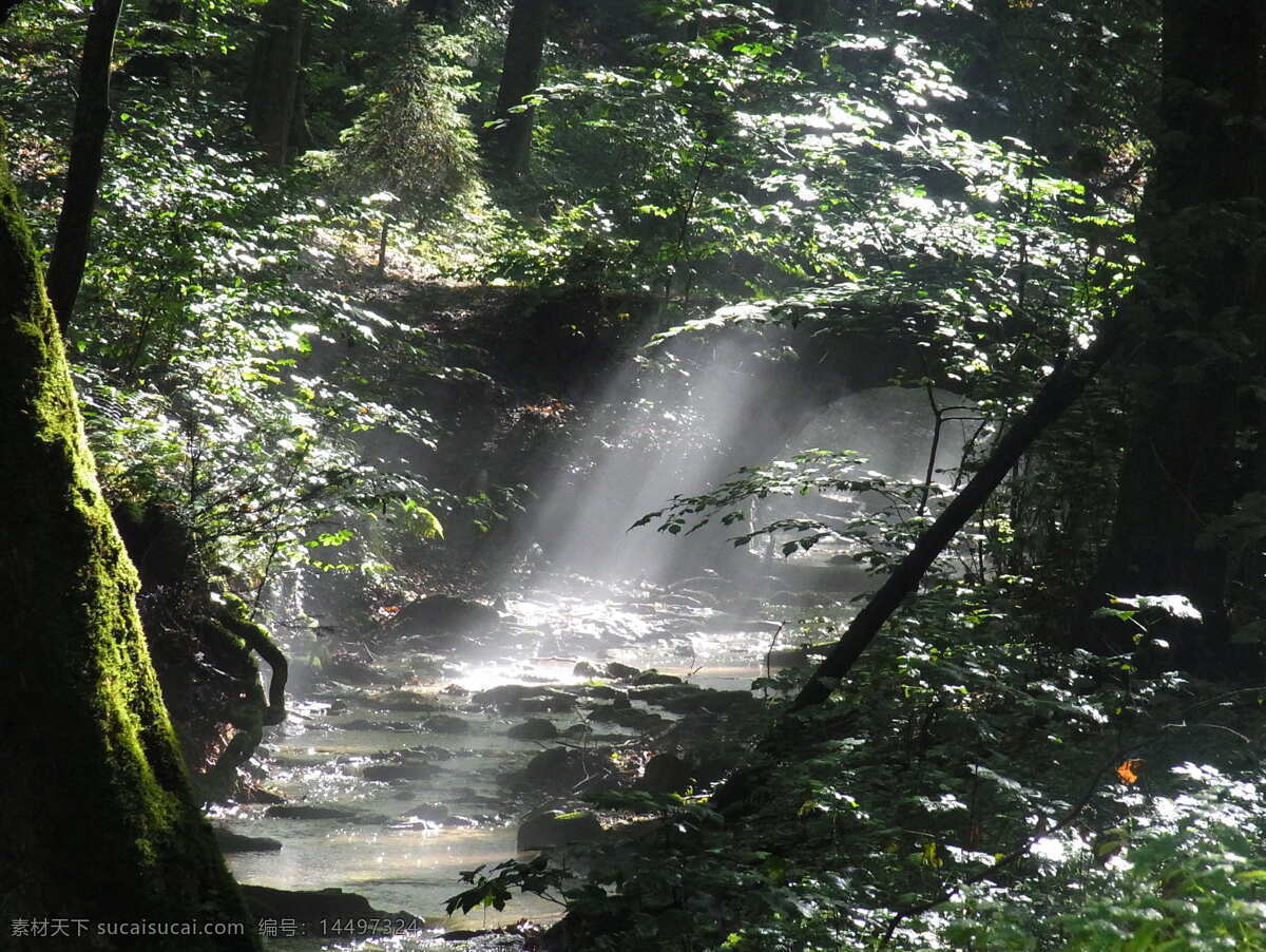 森林 雾 早上 太阳 桥梁 自然 瀑布 树 水 户外 风景 河 自然景观 自然风景
